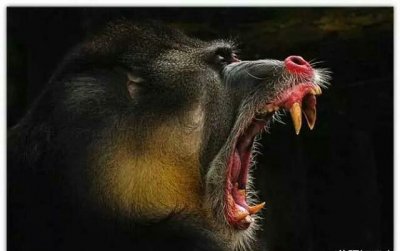 ​世界上最凶残的猴子——山魈