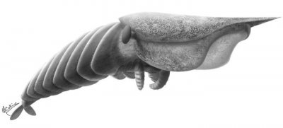 寒武纪众生相,世界上存在过的那些奇特的古生物