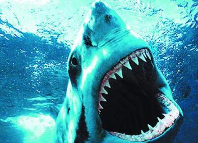 表露鲨作家全力于鲨鱼维护团队