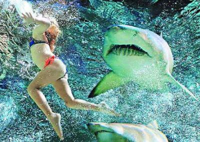 表露鲨作家全力于鲨鱼维护团队