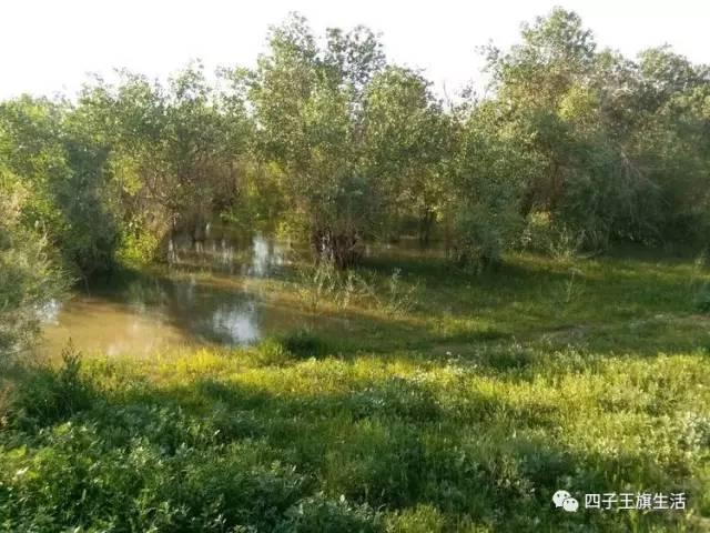 大美巴音布鲁克大草原（美丽的杜尔伯特神州草原）(76)