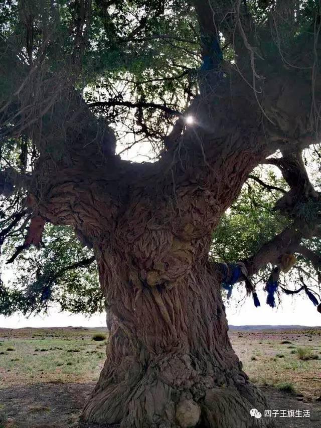大美巴音布鲁克大草原（美丽的杜尔伯特神州草原）(14)