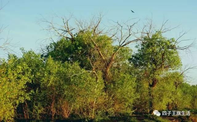 大美巴音布鲁克大草原（美丽的杜尔伯特神州草原）(81)