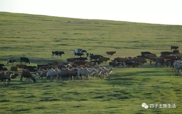 大美巴音布鲁克大草原（美丽的杜尔伯特神州草原）(38)