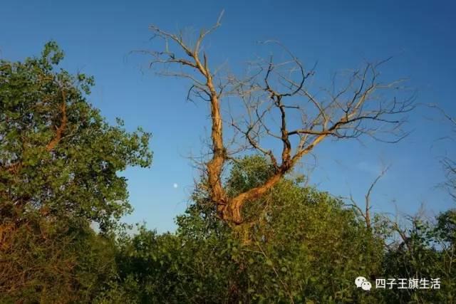 大美巴音布鲁克大草原（美丽的杜尔伯特神州草原）(78)