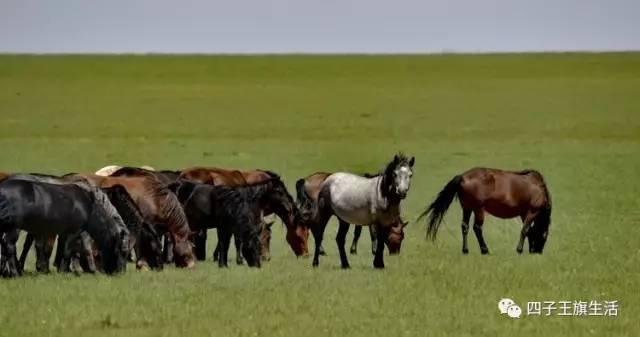 大美巴音布鲁克大草原（美丽的杜尔伯特神州草原）(24)