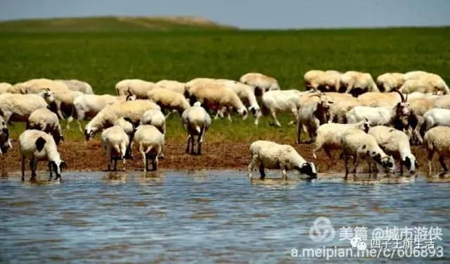 大美巴音布鲁克大草原（美丽的杜尔伯特神州草原）(67)