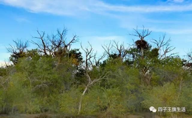 大美巴音布鲁克大草原（美丽的杜尔伯特神州草原）(77)
