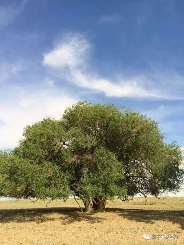 大美巴音布鲁克大草原（美丽的杜尔伯特神州草原）(13)