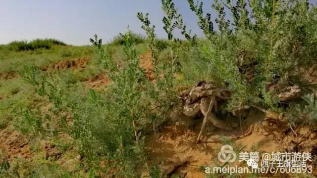 大美巴音布鲁克大草原（美丽的杜尔伯特神州草原）(66)