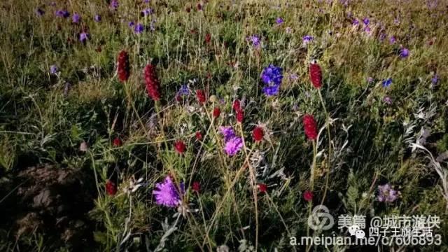 大美巴音布鲁克大草原（美丽的杜尔伯特神州草原）(18)
