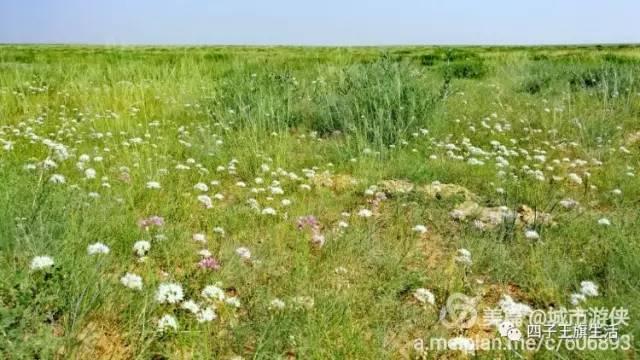 大美巴音布鲁克大草原（美丽的杜尔伯特神州草原）(64)