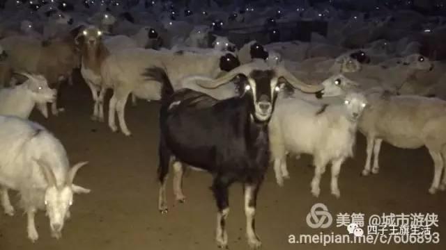 大美巴音布鲁克大草原（美丽的杜尔伯特神州草原）(72)