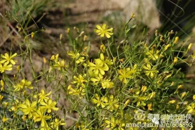 大美巴音布鲁克大草原（美丽的杜尔伯特神州草原）(56)
