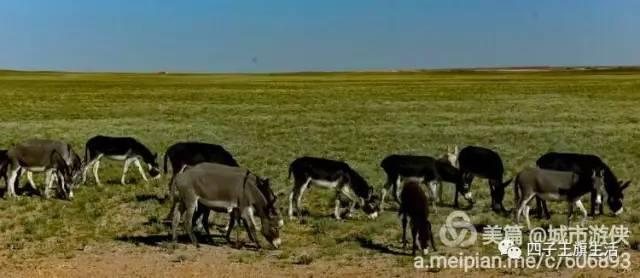 大美巴音布鲁克大草原（美丽的杜尔伯特神州草原）(93)