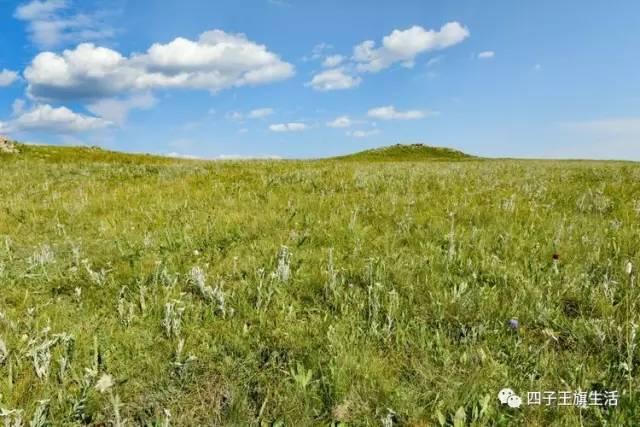 大美巴音布鲁克大草原（美丽的杜尔伯特神州草原）(15)
