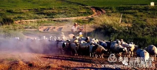 大美巴音布鲁克大草原（美丽的杜尔伯特神州草原）(71)