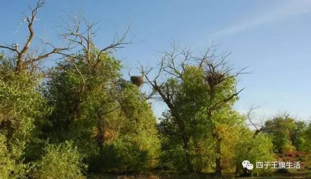 大美巴音布鲁克大草原（美丽的杜尔伯特神州草原）(80)