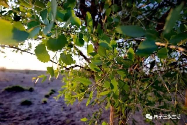 大美巴音布鲁克大草原（美丽的杜尔伯特神州草原）(79)