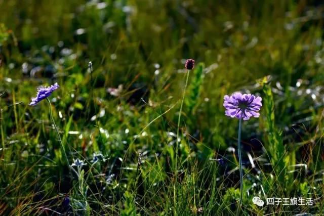 大美巴音布鲁克大草原（美丽的杜尔伯特神州草原）(26)