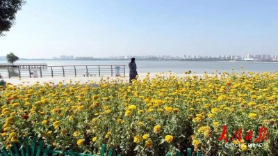 ​秋天赏菊正当时！大同这些地方美得让人陶醉