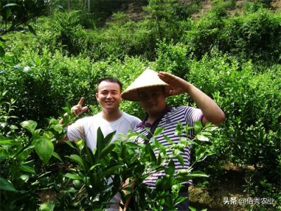 ​沙糖桔上市遇“寒冬”，种植户无利可图，广西农民凭“硒”盼逆袭