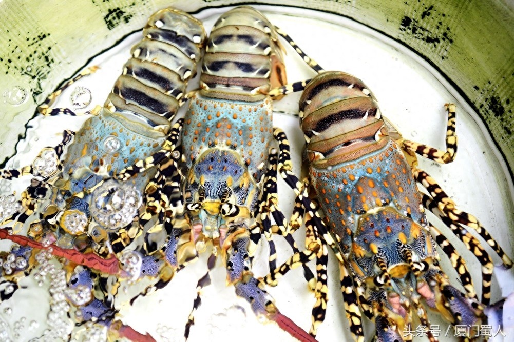 厦门八市海鲜到底都有啥，为什么人们扎堆儿抢着买