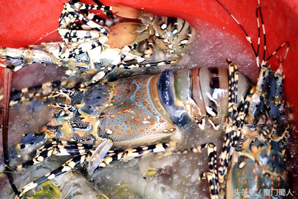 厦门八市海鲜到底都有啥，为什么人们扎堆儿抢着买