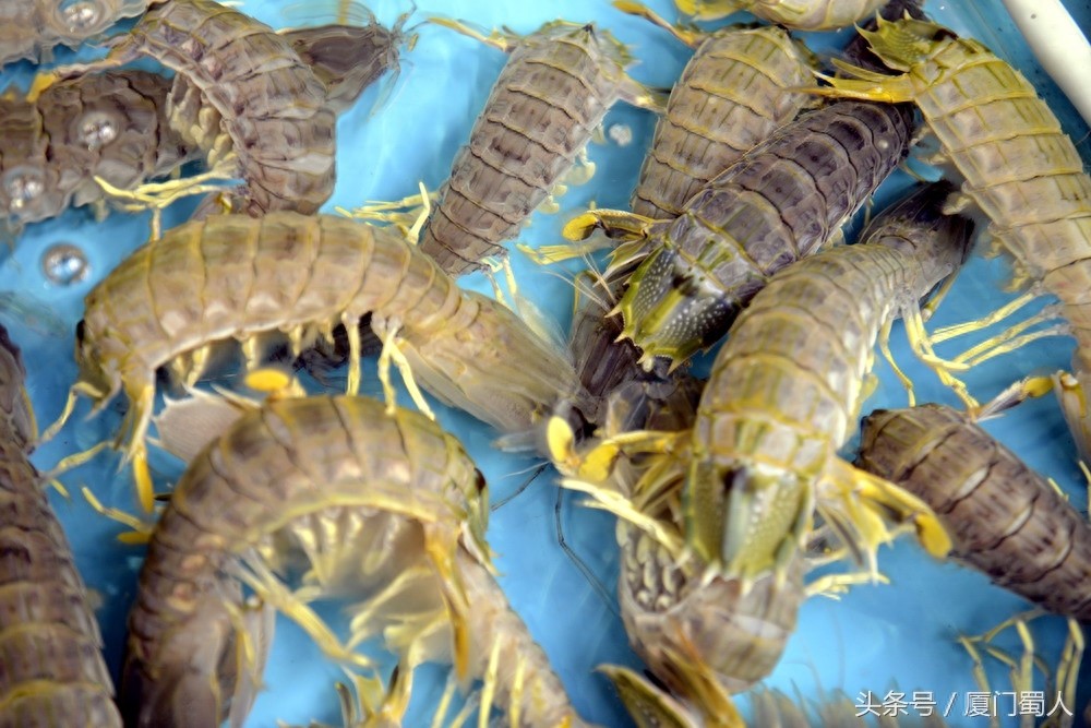 厦门八市海鲜到底都有啥，为什么人们扎堆儿抢着买