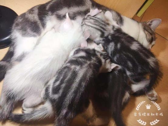 博来恩幼猫驱虫（关于猫咪体内驱虫药大盘点）