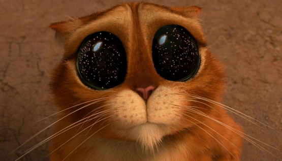 博来恩幼猫驱虫（关于猫咪体内驱虫药大盘点）