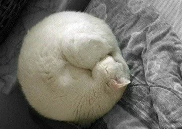 博来恩幼猫驱虫（关于猫咪体内驱虫药大盘点）