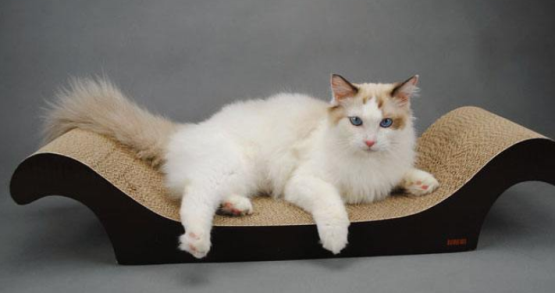 博来恩幼猫驱虫（关于猫咪体内驱虫药大盘点）