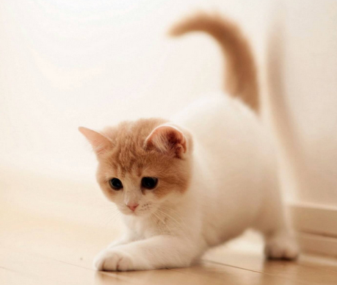 博来恩幼猫驱虫（关于猫咪体内驱虫药大盘点）