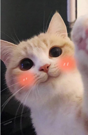 博来恩幼猫驱虫（关于猫咪体内驱虫药大盘点）