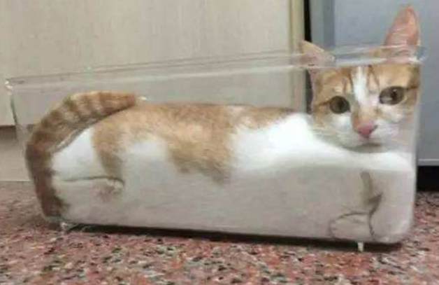 博来恩幼猫驱虫（关于猫咪体内驱虫药大盘点）