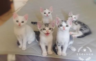 ​博来恩幼猫驱虫（关于猫咪体内驱虫药大盘点）