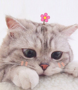 博来恩幼猫驱虫（关于猫咪体内驱虫药大盘点）