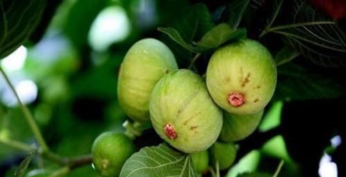 无花果能吃皮儿吗