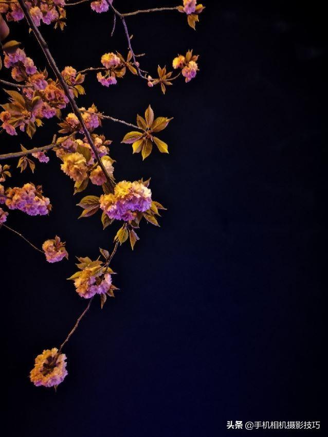 花的拍摄技巧图解(秘籍在此用好这7个技巧)(12)