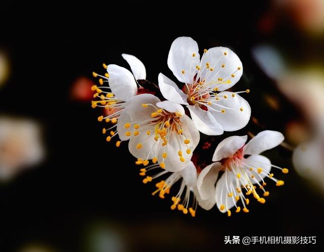 花的拍摄技巧图解(秘籍在此用好这7个技巧)(10)