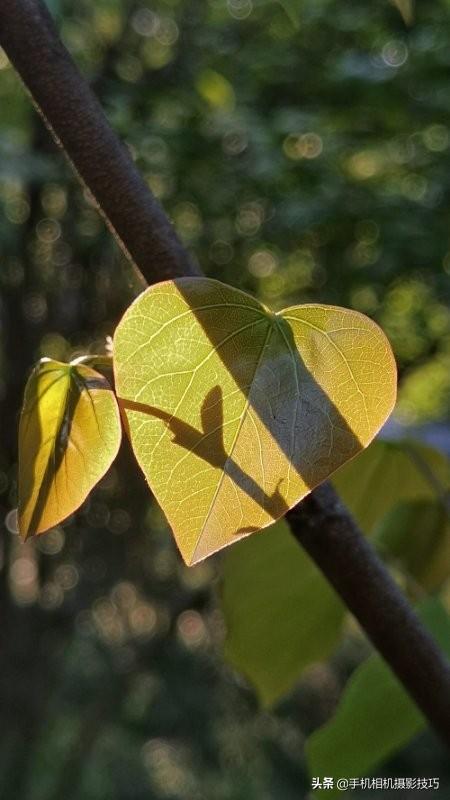 花的拍摄技巧图解(秘籍在此用好这7个技巧)(22)