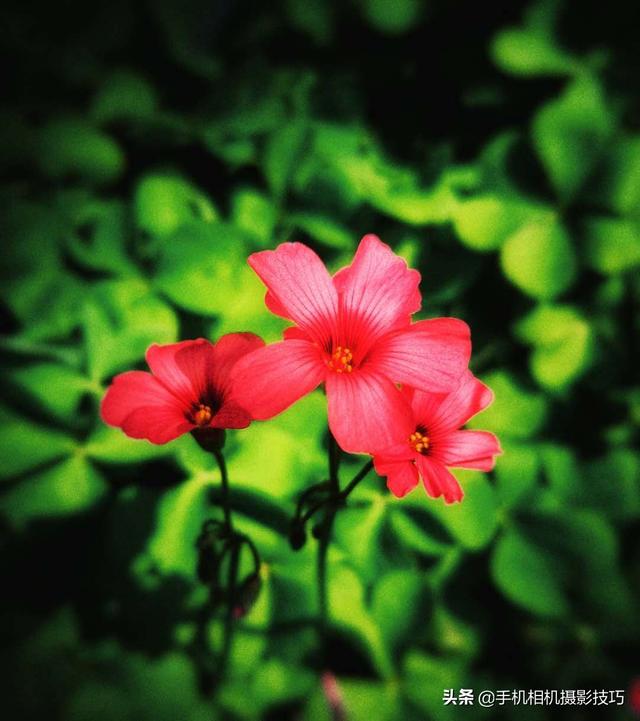 花的拍摄技巧图解(秘籍在此用好这7个技巧)(11)