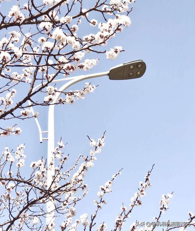 花的拍摄技巧图解(秘籍在此用好这7个技巧)(16)