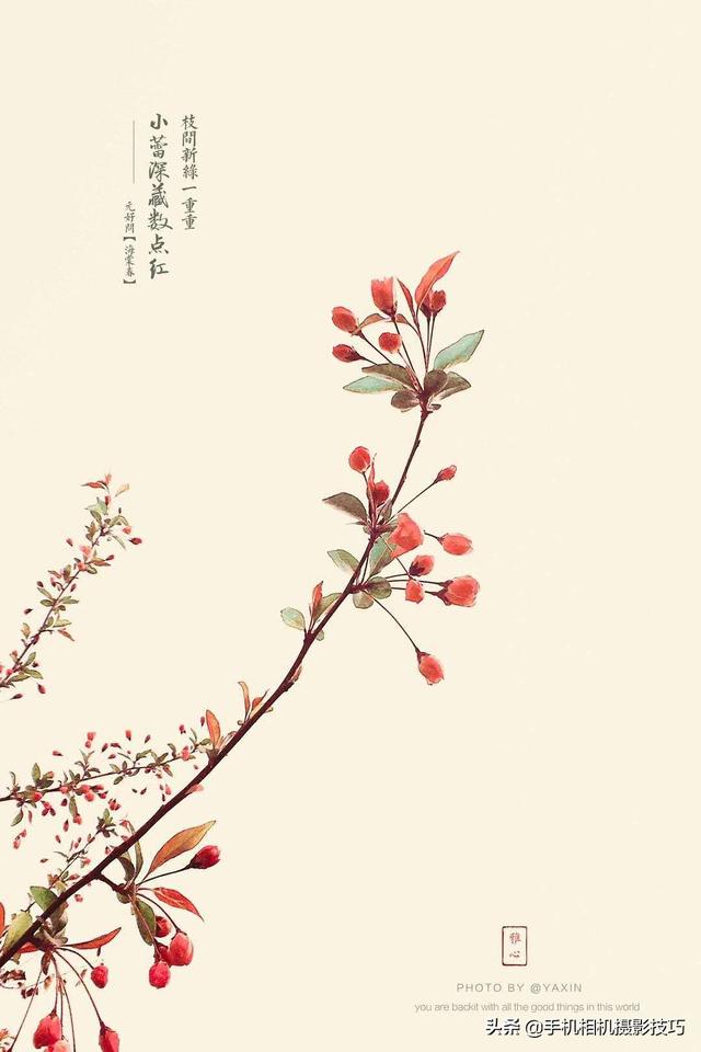 花的拍摄技巧图解(秘籍在此用好这7个技巧)(6)