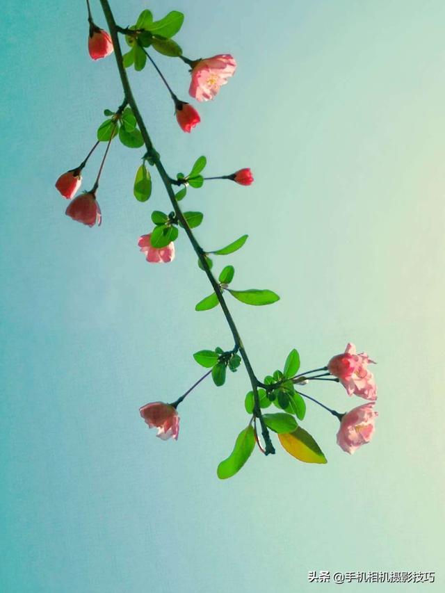 花的拍摄技巧图解(秘籍在此用好这7个技巧)(8)