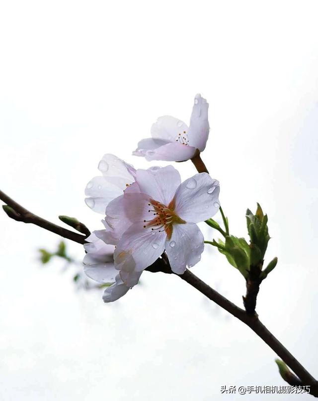 花的拍摄技巧图解(秘籍在此用好这7个技巧)(21)