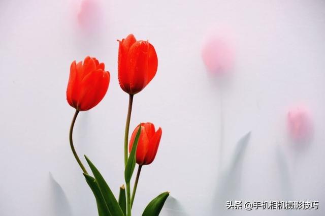 花的拍摄技巧图解(秘籍在此用好这7个技巧)(2)