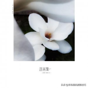 花的拍摄技巧图解(秘籍在此用好这7个技巧)