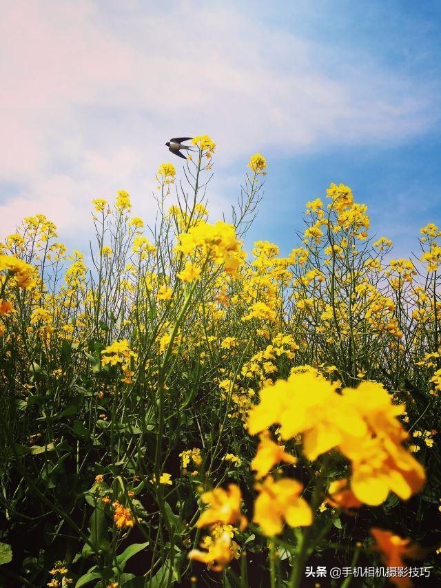 花的拍摄技巧图解(秘籍在此用好这7个技巧)(25)